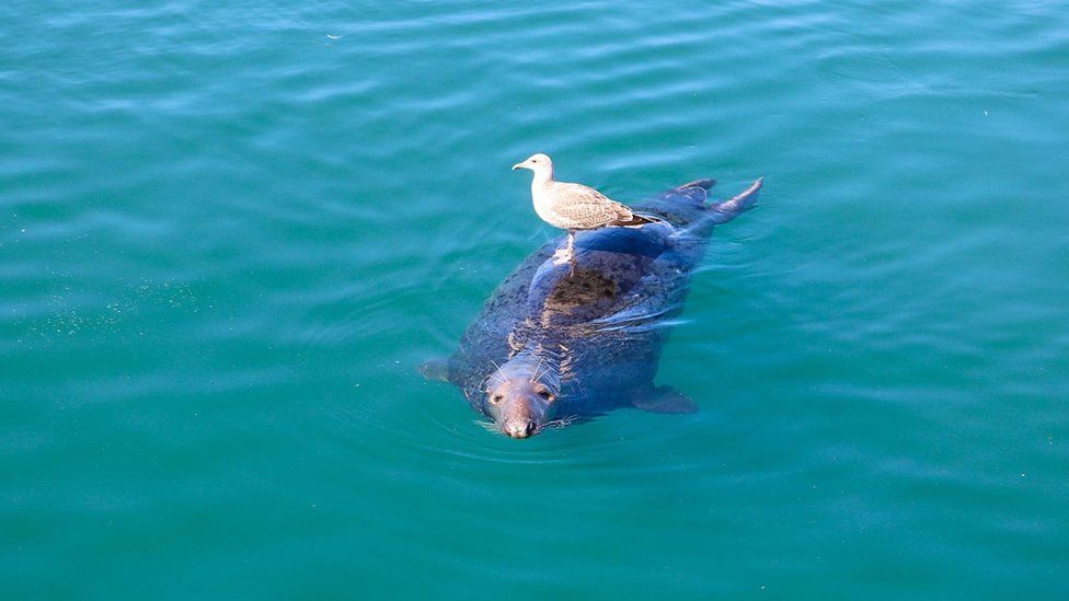 Seal and a seagull in Ardglass