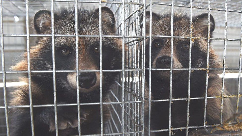 Farmed raccoon dogs in China