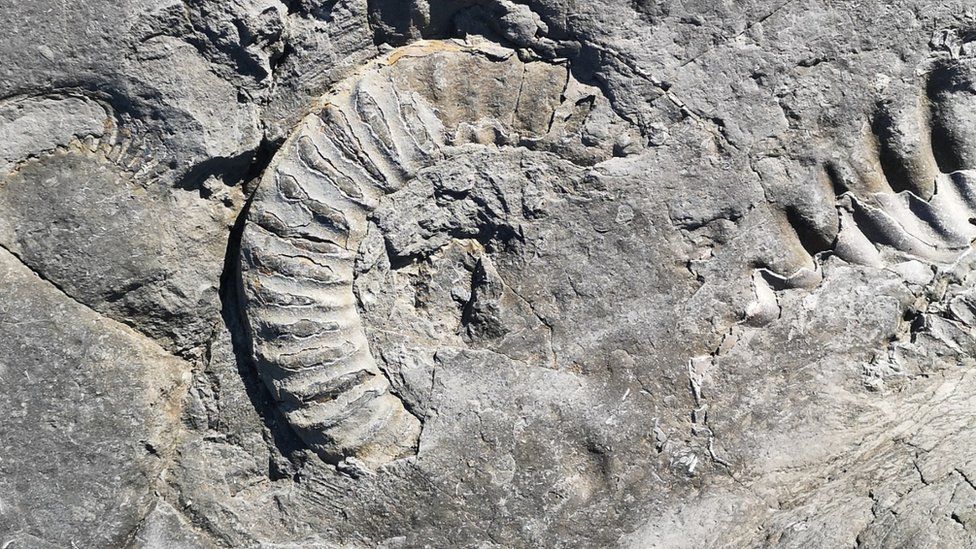 Somerset fossil hunters 'need to be better informed' - BBC News