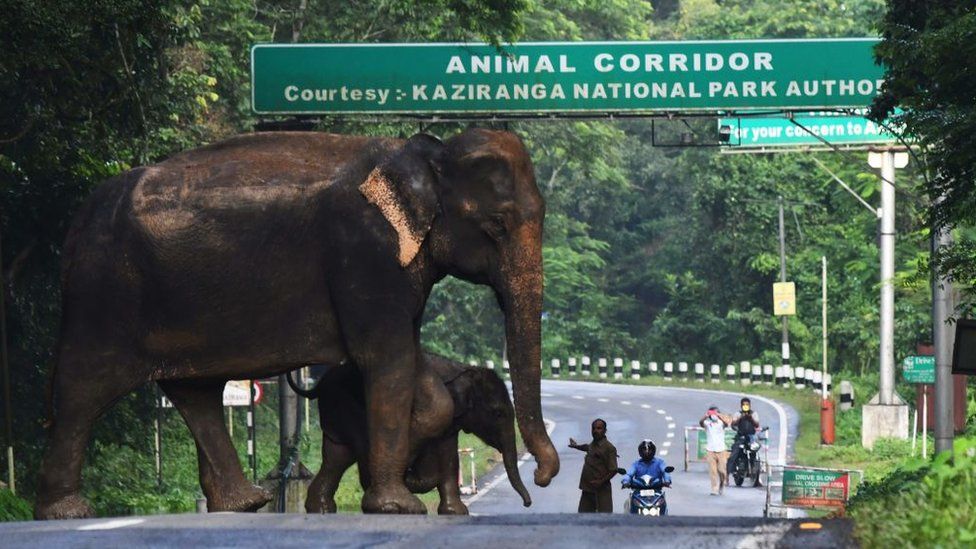 a wild elephant and a calf cross a National Highway at the flood affected Kaziranga National Park in India's northeast state of Assam