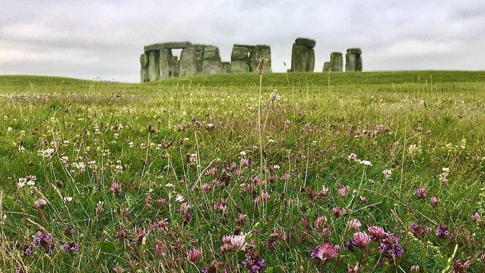 Wildflowers growing by Stonehenge