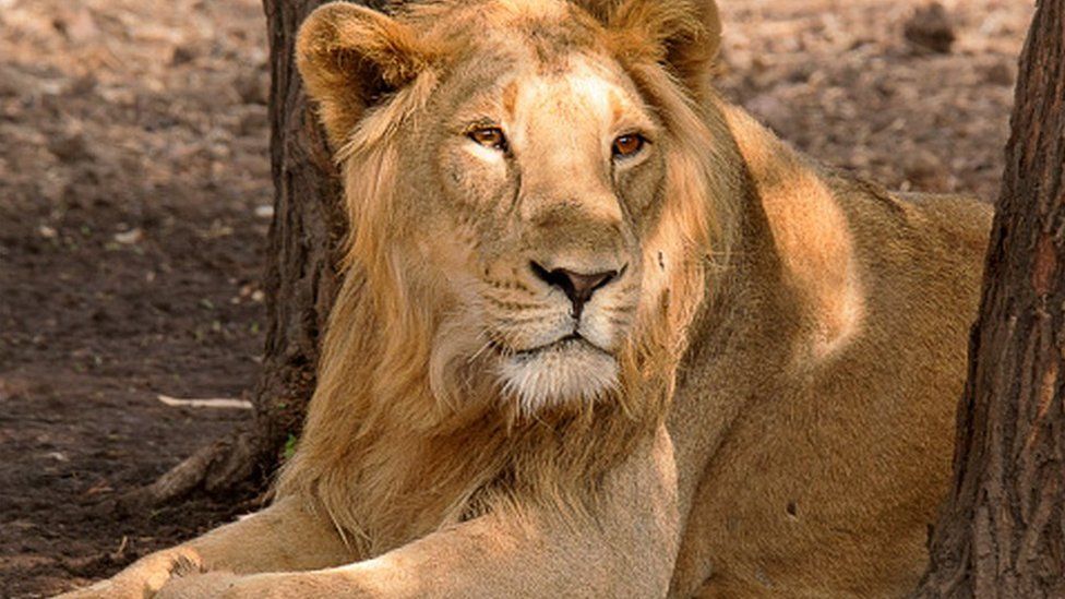 Gujarat: The unusual lion sightings on India's beaches - BBC News