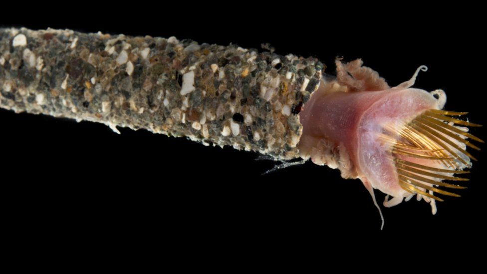 A 6cm long example of a Family Pectinariidae ice cream cone worm