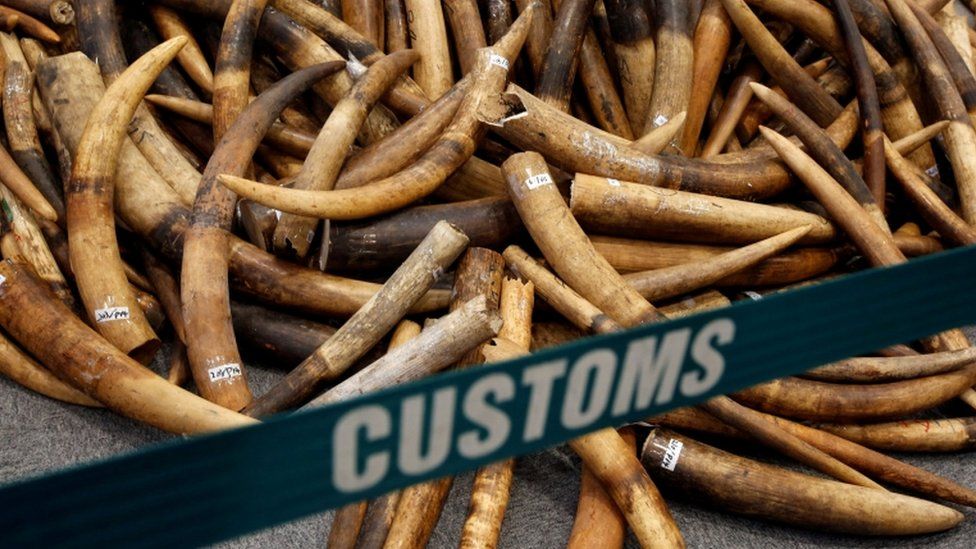 Ivory tusks seized by Hong Kong Customs are displayed at a July 2017 news conference