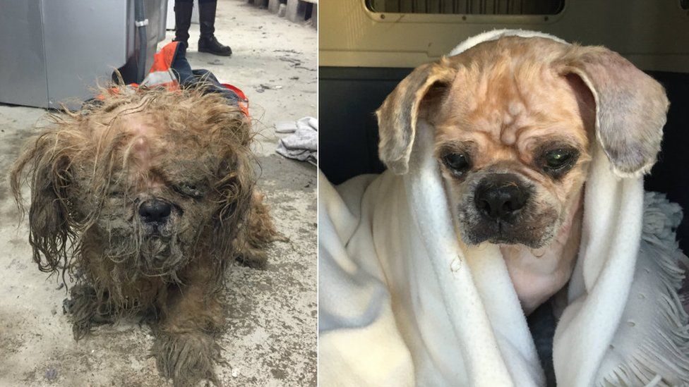 A before and after picture of rescued dog Pudding