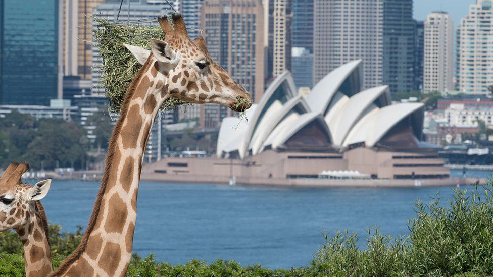 Giraffes at Taronga Zoo against a backdrop of Sydney Harbour