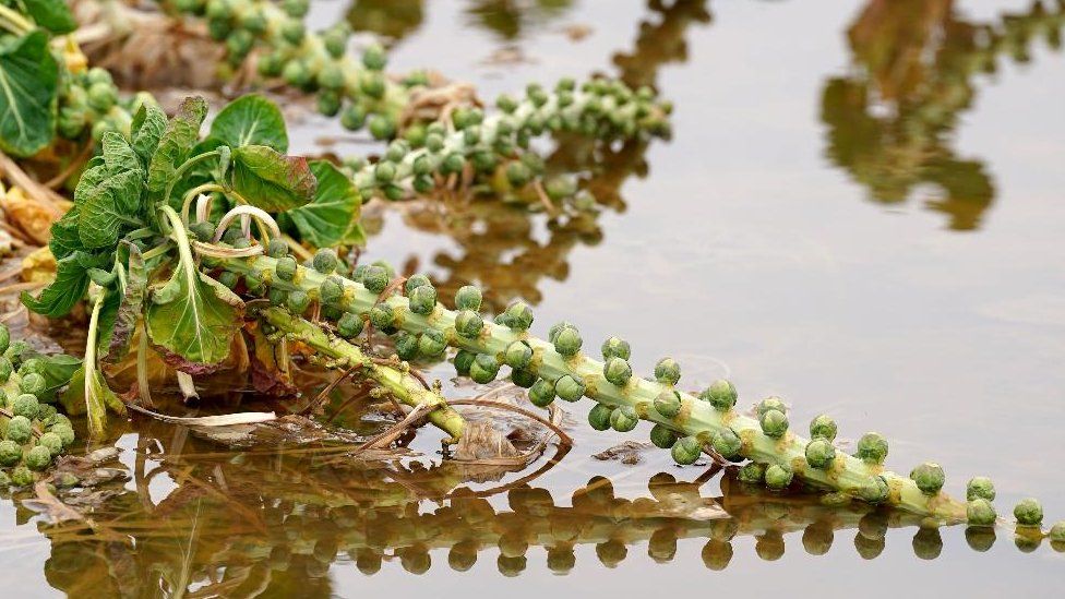 Brussel sprouts in floodwater