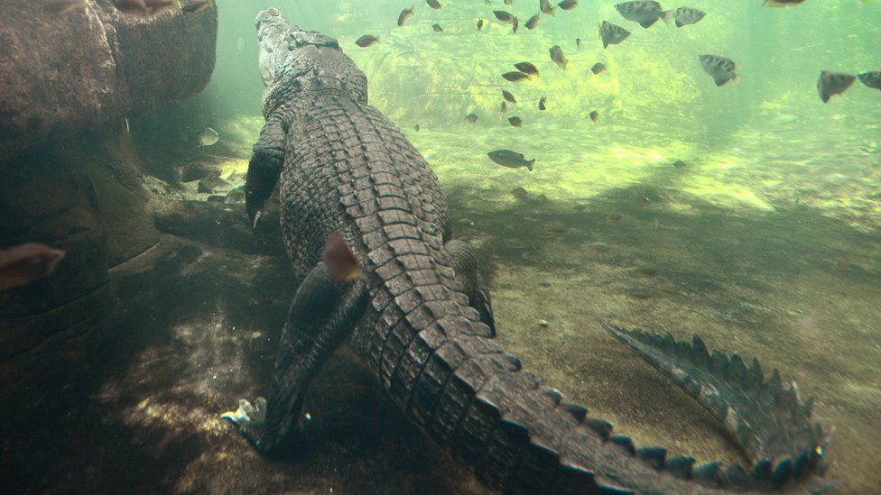 A saltwater crocodile