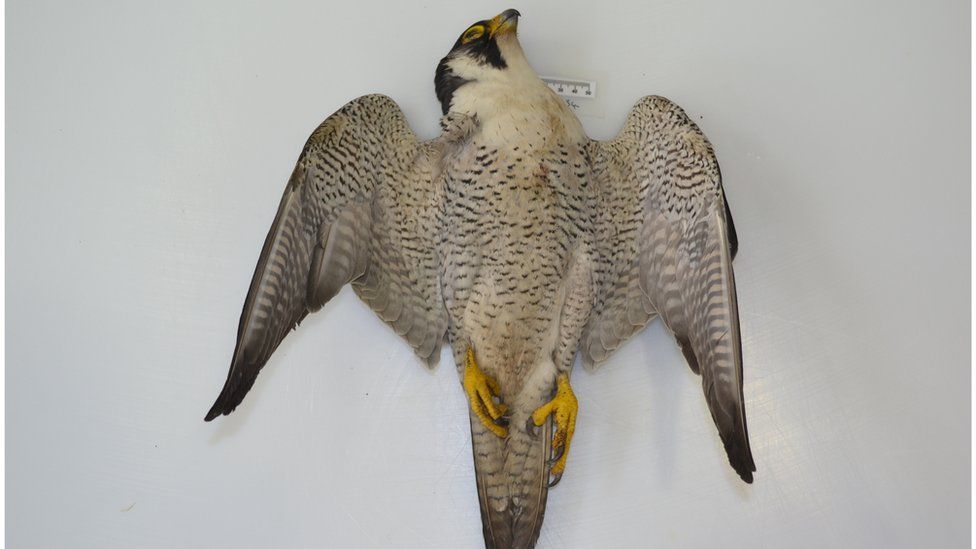 Poisoned peregrine falcon