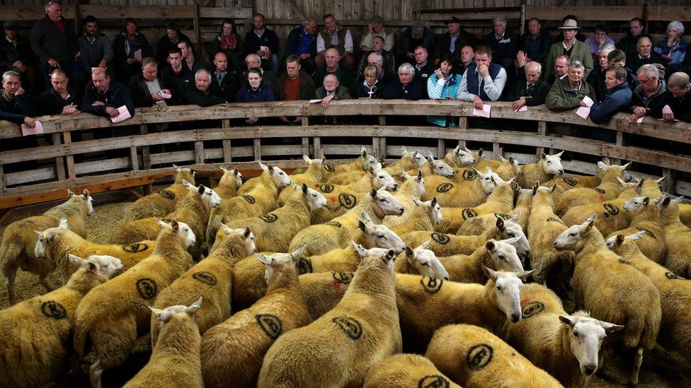 Great Annual Sale of North Country Cheviot Gimmers and Ewes at Lairg