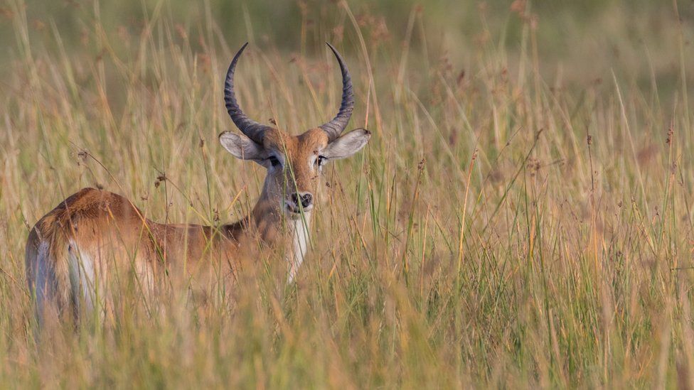 An antelope in the wild