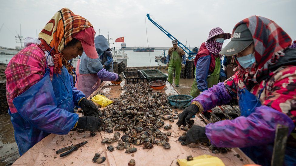 Chinese labourers working with shellfish