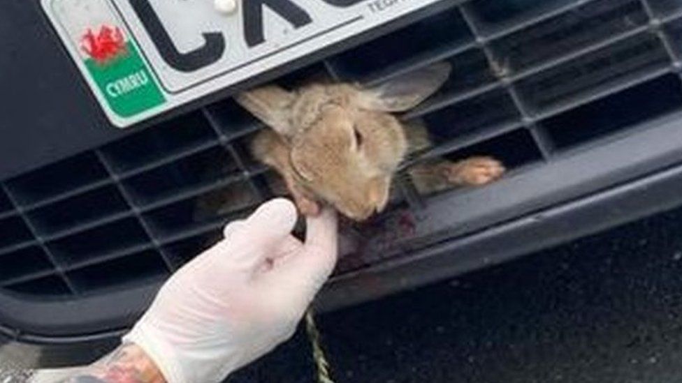 man bent down in from of car grille with the head and paw of a rabbit sticking out