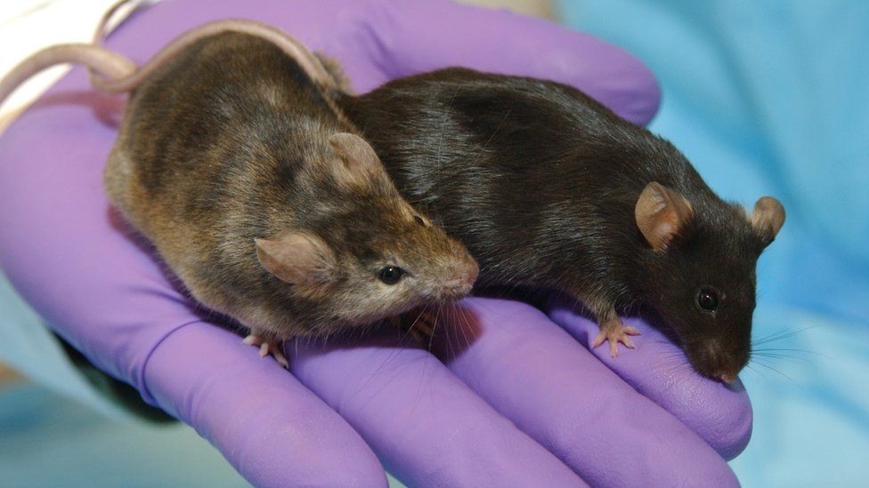 two mice on a gloved hand