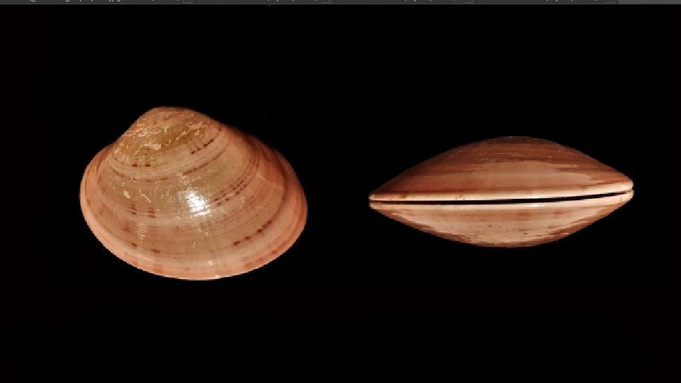 Callista chione shells