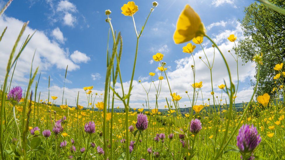 Meadow is now rare in the UK