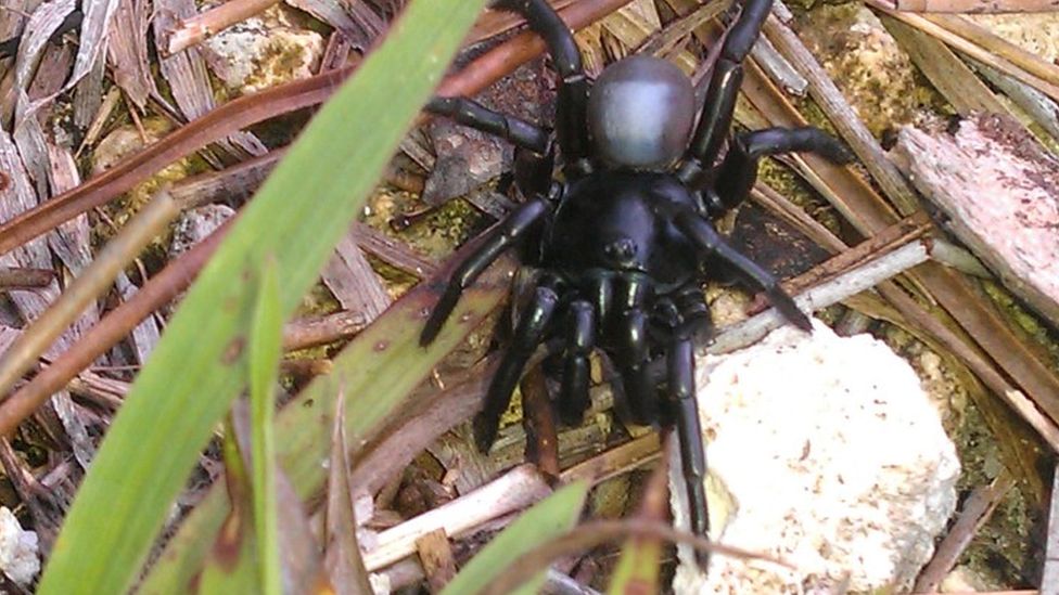 Terrifying new species of spider 'like a tarantula' discovered