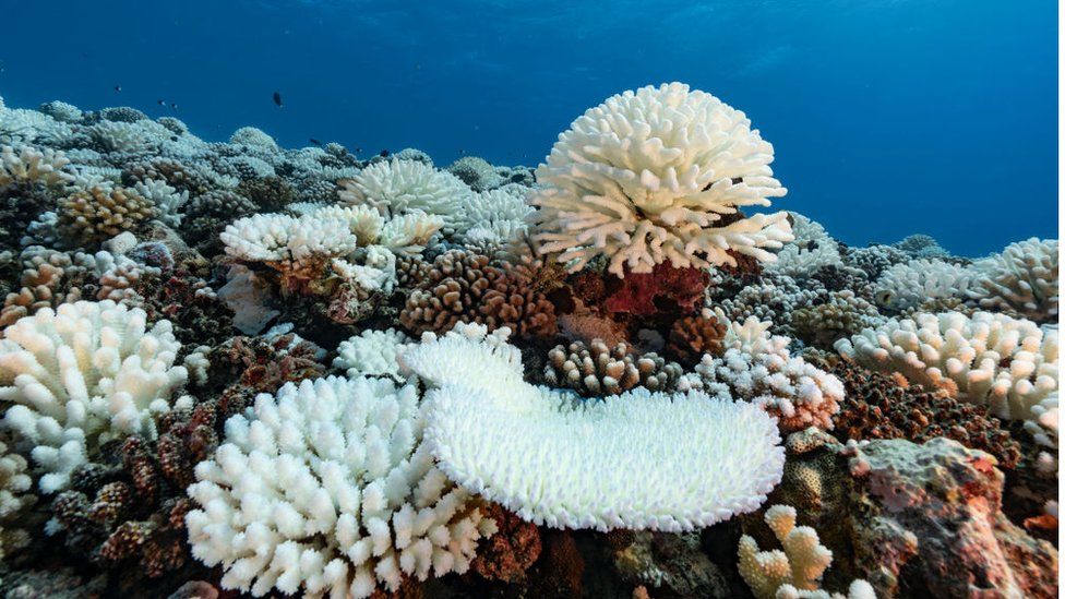 Great Barrier Reef: Record High Coral Cover On Parts Of World's Largest ...