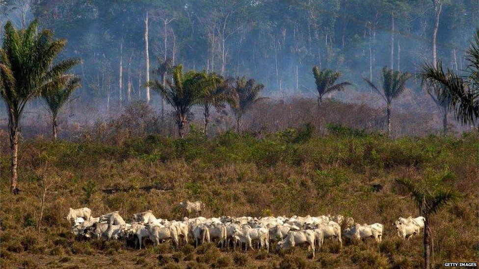 Cattle grazing on cleared rainforest (Getty Images)