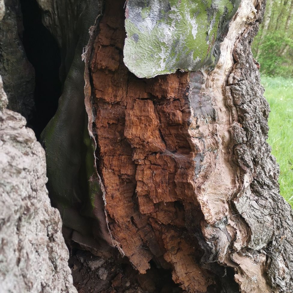 'Robin Hood' oak Sherwood Forest tree 'damaged by climbers' BBC News