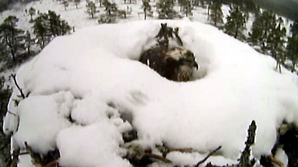 Osprey EJ on snow covered nest