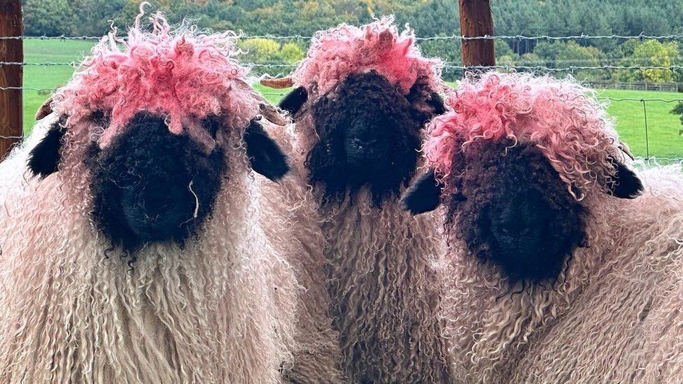 The pink haired sheep