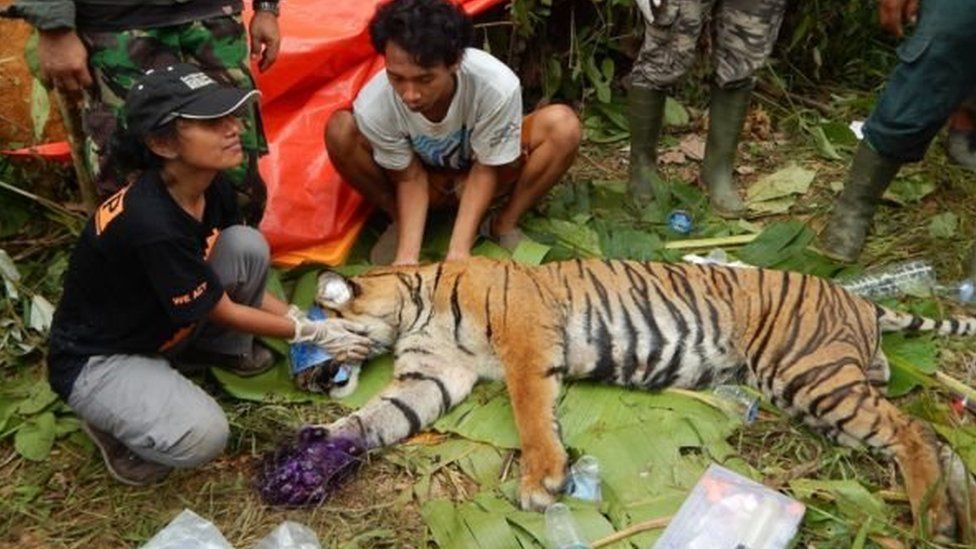 Unduh 970 Gambar Harimau Lagi Mengaung Keren Gratis HD