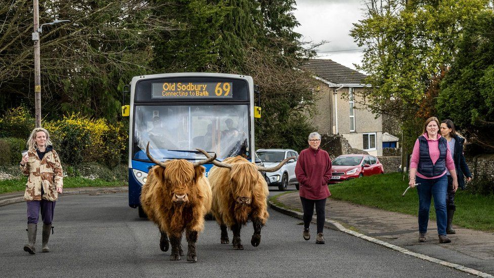 Highland cows being moved along by farmers as they hold up a line of traffic behind them, including a bus