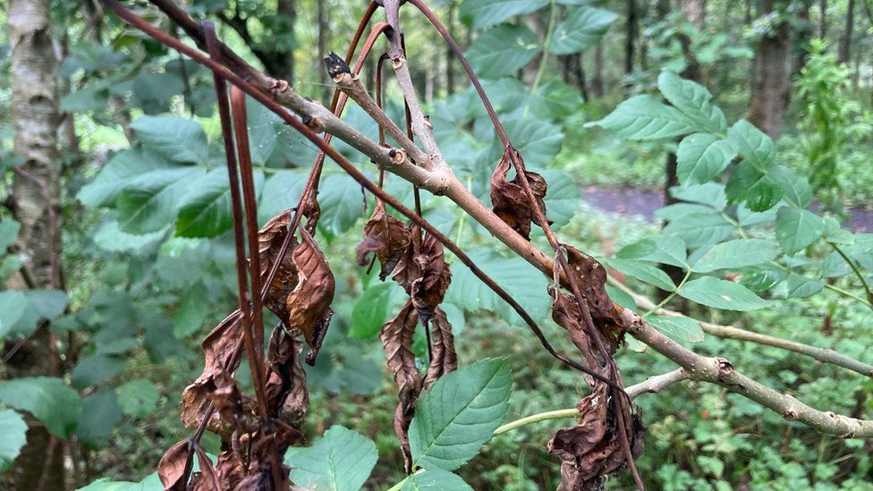 Ash dieback NI's native ash trees face fatal disease BBC News