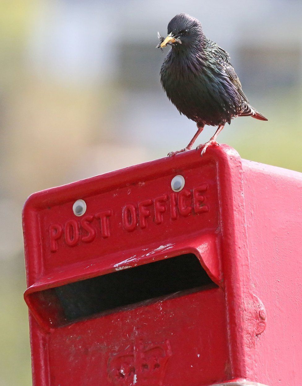 Post box nest