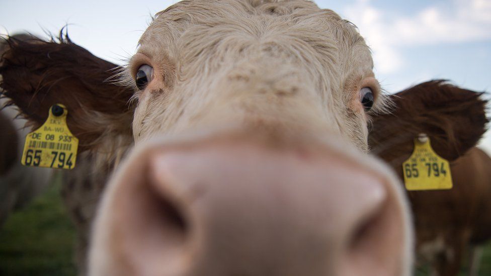 A cow looks into the lens of the photographer on 18 October 2017 on a meadow near Tuebingen, southern Germany.