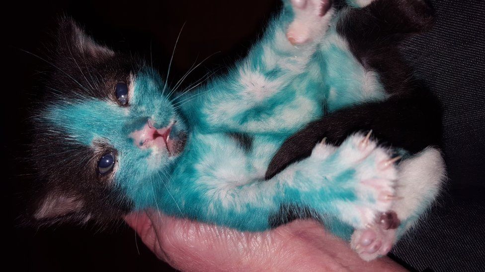 Kitten covered in ink