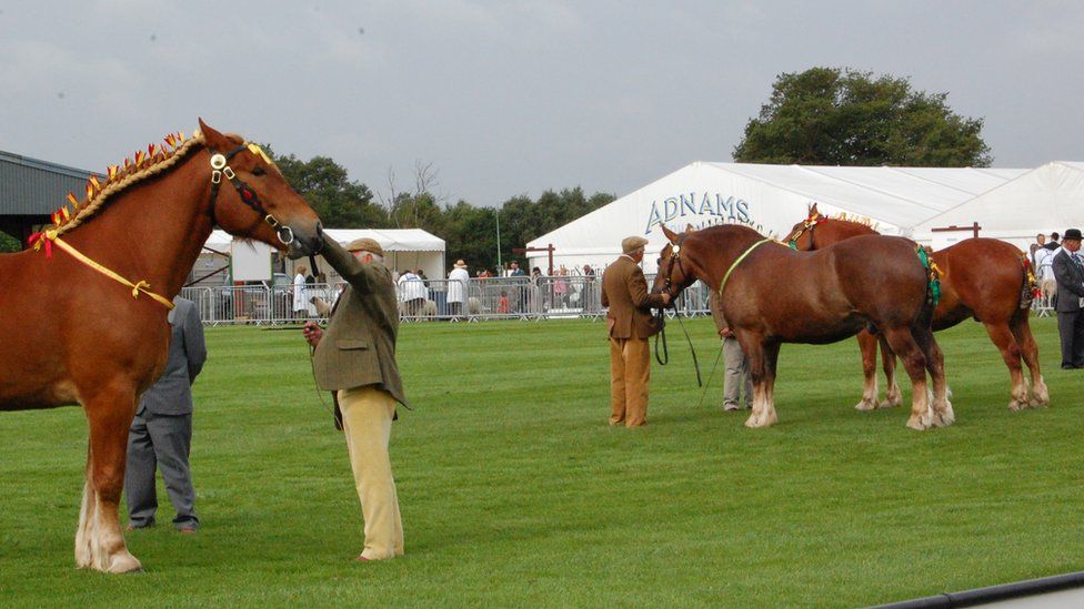 Suffolk Punch horses at the Suffolk Show