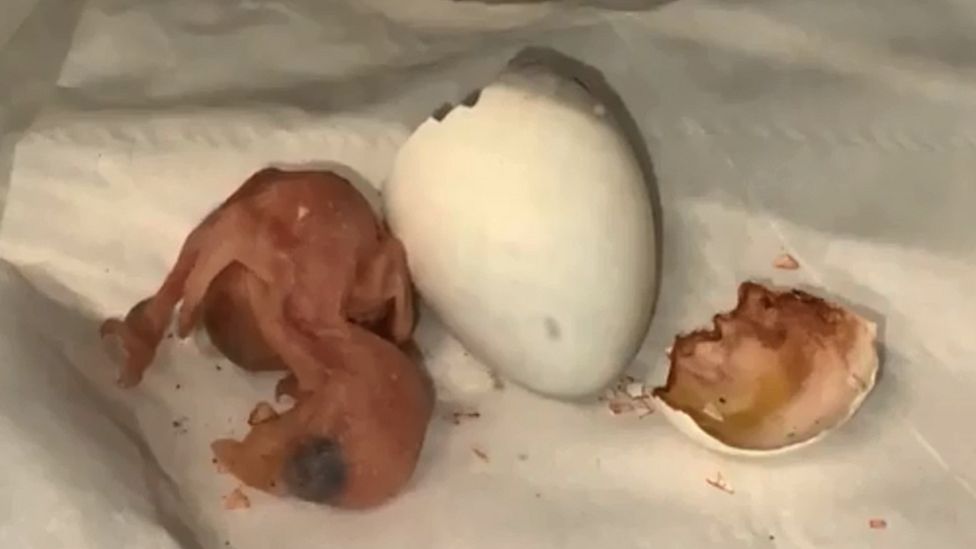 parrot hatching