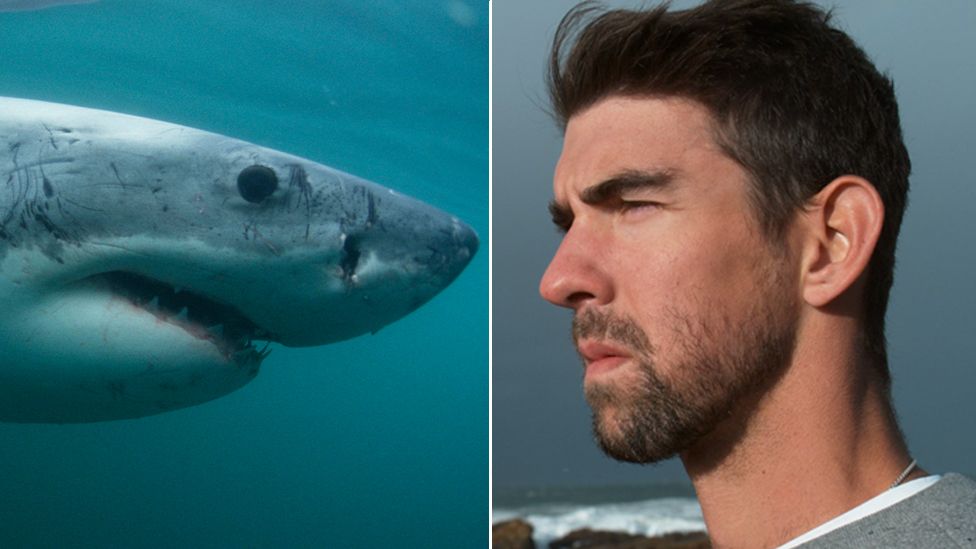 Composite picture of Great White Shark facing Michael Phelps