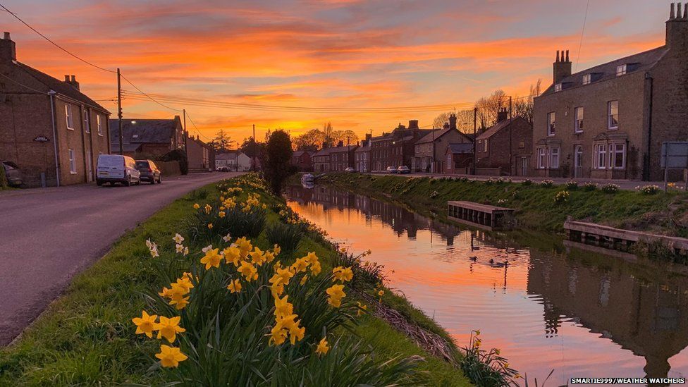 Daffodils in a river bank during sunset