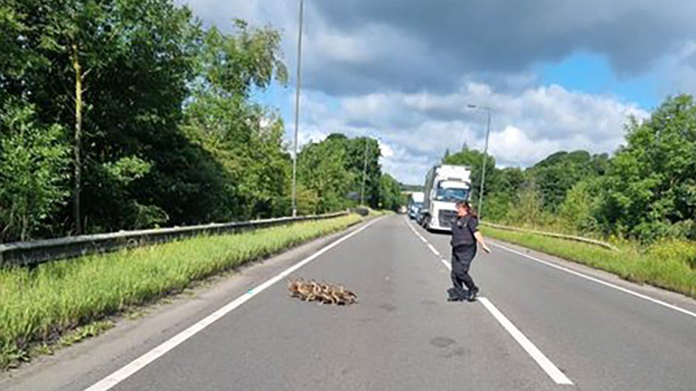 Police steering ducklings on a road with traffic queued up behind