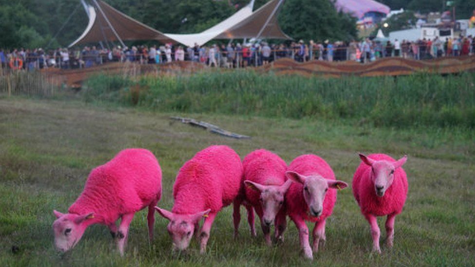 Pink sheep at Latitude