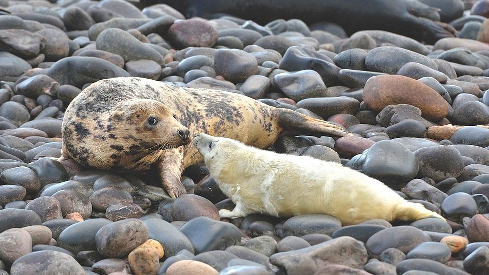 Seal and pup