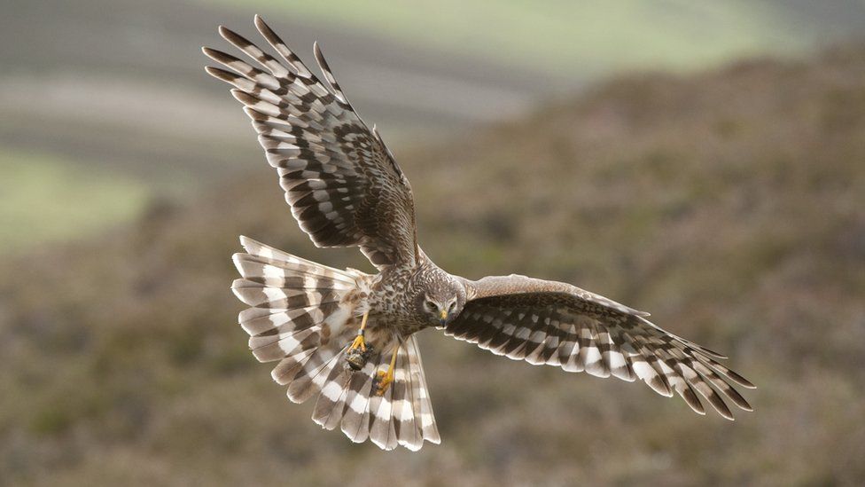 Hen harrier in flight