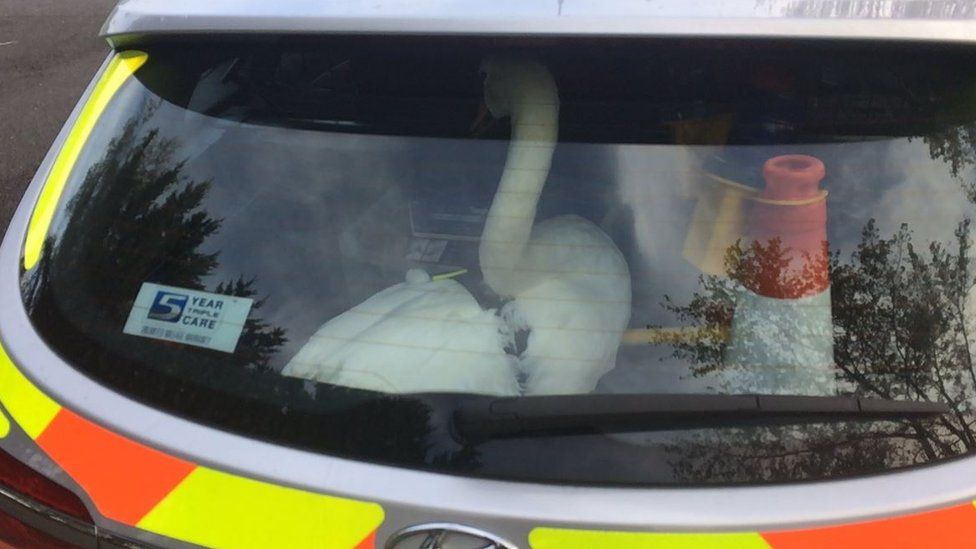 Swan in police car