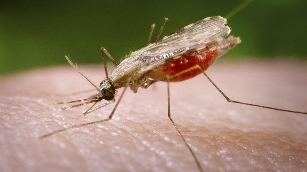 Female Anopheles minimus mosquito feeding on human blood