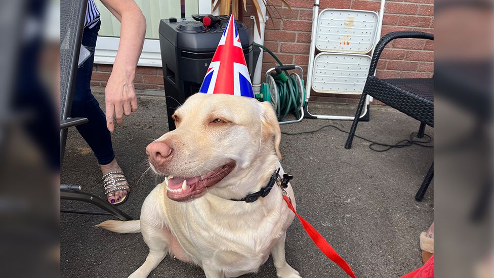 fat dog with a union jack hat