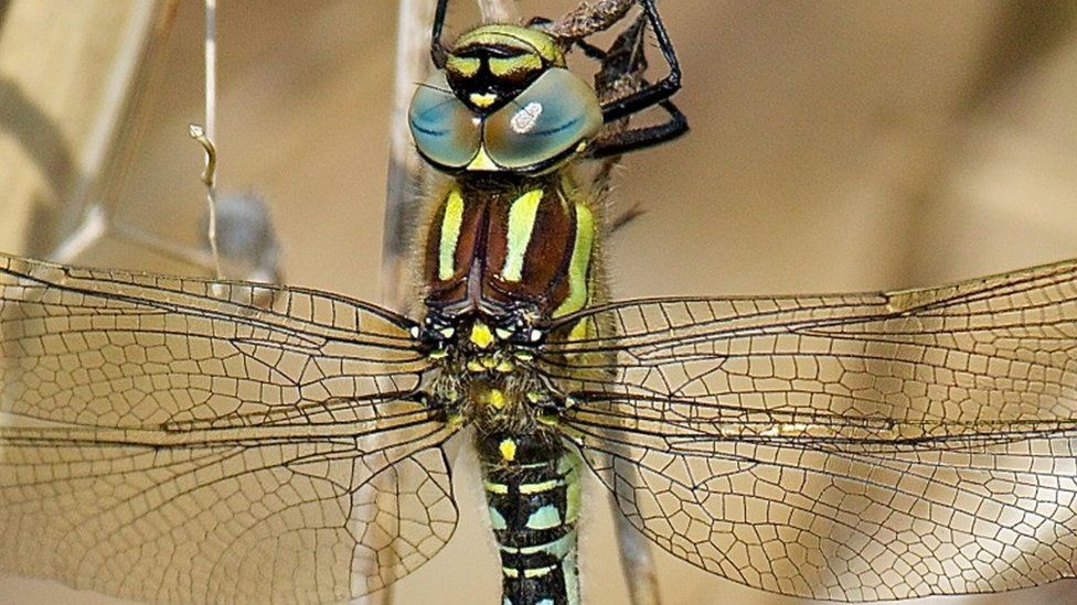The Hairy Dragonfly