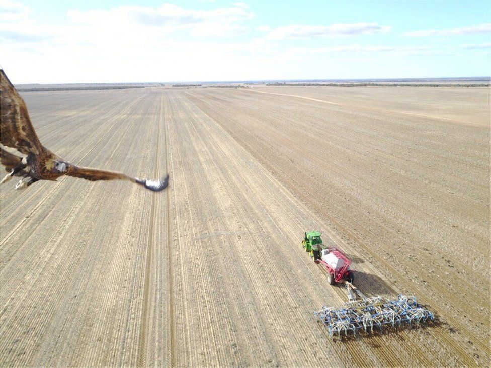 An eagle swoops at a drone camera flying above a grain farm in Australia