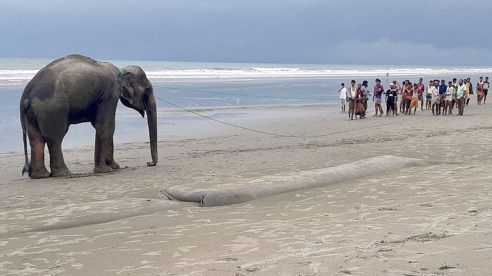 Жители деревни собираются на пляже, чтобы повести за собой дикого азиатского слона, который, как полагают, проник в Бангладеш из Мьянмы, переправившись вброд через реку, недалеко от южного прибрежного города Бангладеш Текнаф. 29 июня 2021 г.