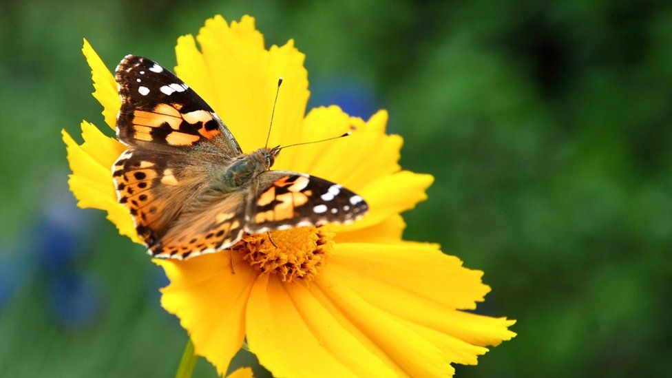 Painted lady butterfly