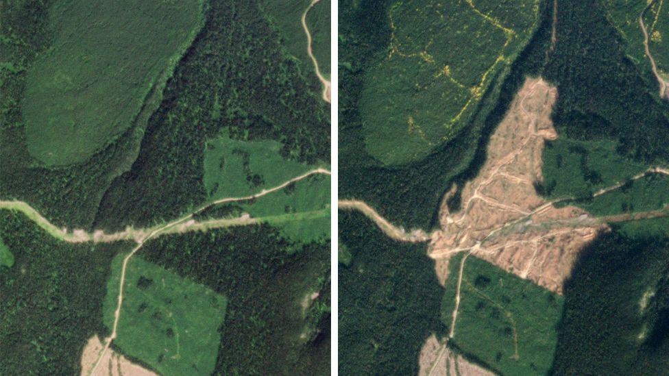 Satellite image showing forest cut down in British Columbia