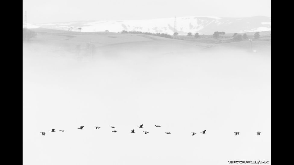 Pink-Footed Geese, Black Isle, Highlands, Scotland.
