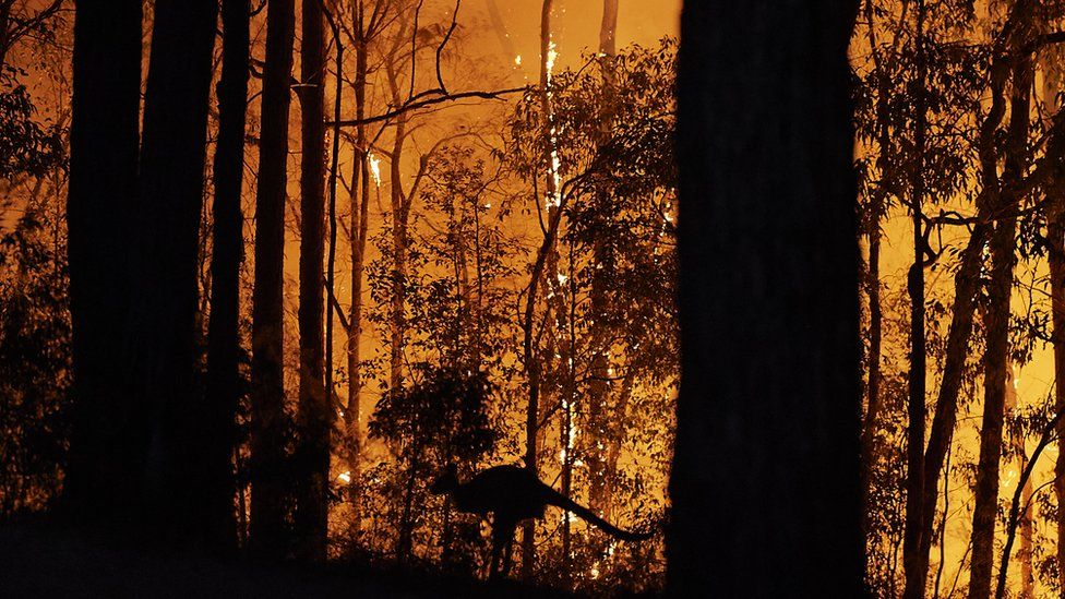 В 2019 году в Новом Южном Уэльсе горит лесной пожар